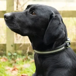 Benji & Flo Dazzling Diamante Dog Collar