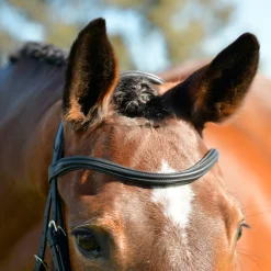 Collegiate Comfitec Opulux Plain Padded Hanoverian Flash Bridle