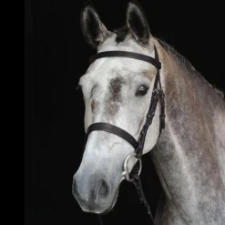 Collegiate Hunt Cavesson Bridle