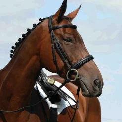 Collegiate Syntovia+ Raised Padded Cavesson Bridle