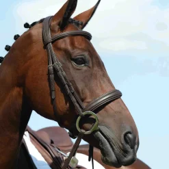 Collegiate Syntovia+ Raised Padded Cavesson Bridle