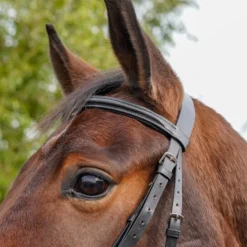 GS Equestrian Padded Flash Bridle