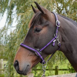 GS Equestrian Padded Head Collar