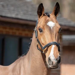 Henry James Comfort 3D Air Headcollar
