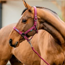 Horseware Ireland Amigo Headcollar & Leadrope Set