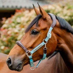 Horseware Ireland Signature Competition Headcollar