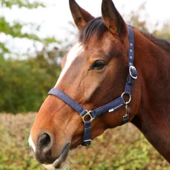 Hy Equestrian Glitzy Headcollar