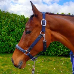 KM Elite Leather Webbing Headcollar