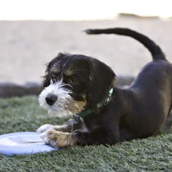 KONG Puppy Flyer