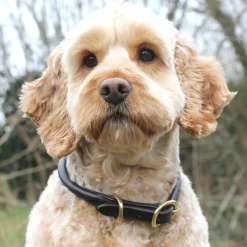 Mackey Rolled Leather Dog Collar