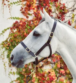 Mackey Equisential Leather Headcollar