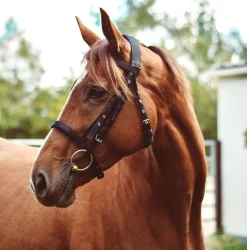 Mackey Equisential Nylon Bridle without Reins