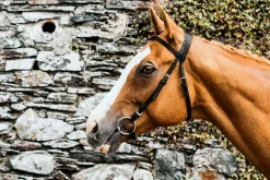 Mackey Equisential Nylon Race Bridle without Reins
