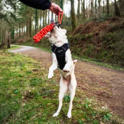 Mountain Paws Braided Chew Rope Dog Toy