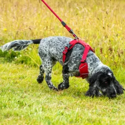 Mountain Paws Dog Harness