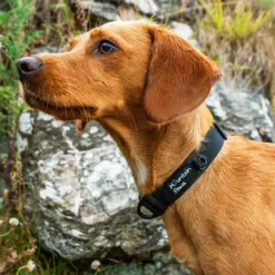 Mountain Paws Extra Tough Dog Collar