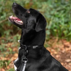 Mountain Paws Extra Tough Dog Collar
