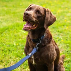Mountain Paws Extra Tough Dog Collar