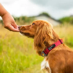 Mountain Paws Extra Tough Dog Collar
