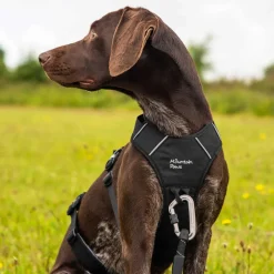 Mountain Paws 3-Strap Dog Harness