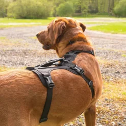 Mountain Paws 3-Strap Dog Harness