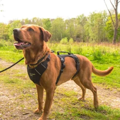 Mountain Paws 3-Strap Dog Harness