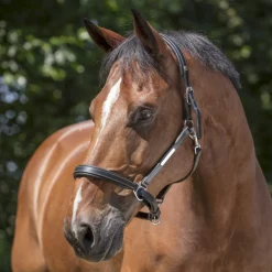 Norton Pro Grooming Leather Headcollar