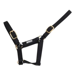 Roma Foal Headcollar