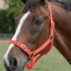 Roma Head Collar & Lead Set