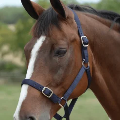 Roma Head Collar & Lead Set