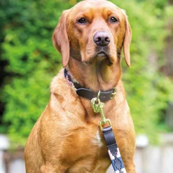 Shires Digby & Fox Drover Polo Dog Collar