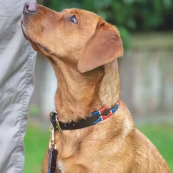 Shires Digby & Fox Drover Polo Dog Collar