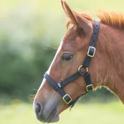 Shires ARMA Foal Headcollar