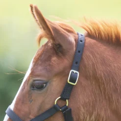 Shires ARMA Foal Headcollar