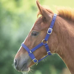 Shires ARMA Foal Headcollar
