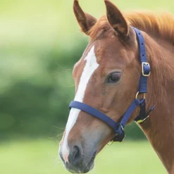 Shires ARMA Foal Headcollar