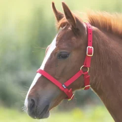Shires ARMA Foal Headcollar