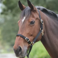 Shires Control Headcollar