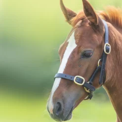 Shires Velociti GARA Adjustable Leather Foal Headcollar