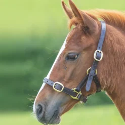 Shires Velociti GARA Adjustable Leather Foal Headcollar