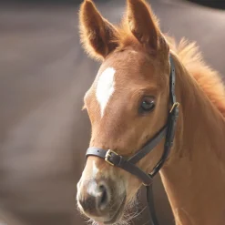 Shires Velociti GARA Leather Foal Slip