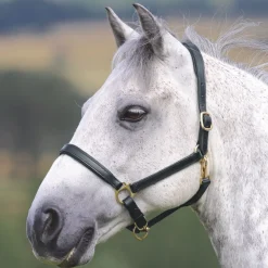 Shires Velociti GARA Ragley Lined Leather Headcollar