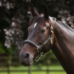 Shires Velociti Lusso Padded Leather Headcollar