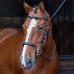 Shires Velociti RAPIDA Rolled Padded Cavesson Bridle