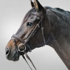 STAR Bridle Lifestyle