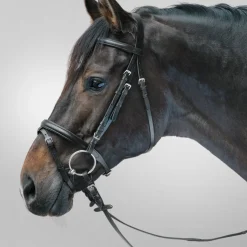 STAR Bridle Lifestyle
