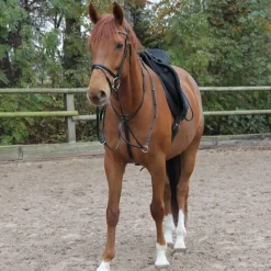 STAR Martingale