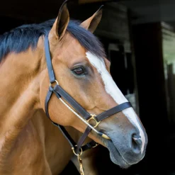 ThinLine Busy Buddy for Bridles and Headcollars