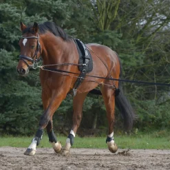 Waldhausen Lunging System