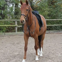 Waldhausen X-Line Martingale